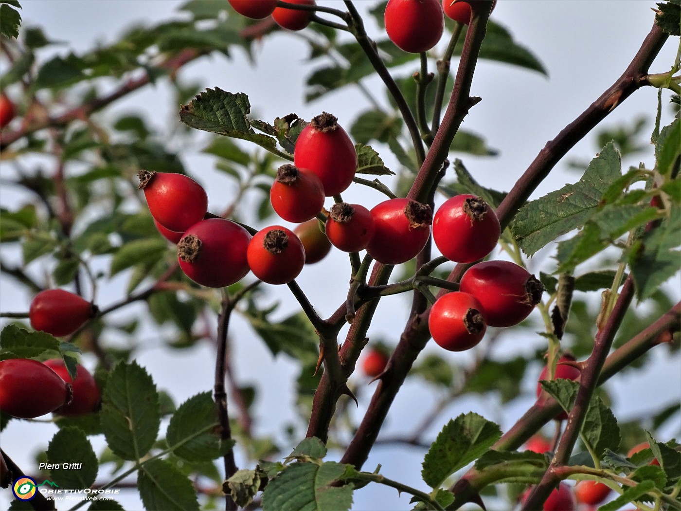 15 Bacche di rosa canina.JPG